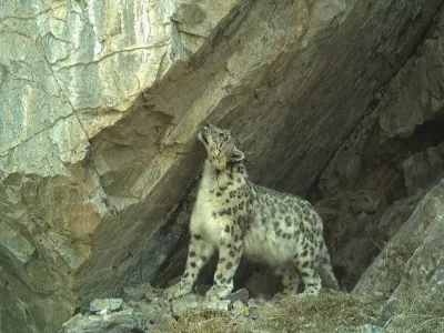 Mongolija, gorovje Altaj.Snezni leopardi zivijo samotarsko zivljenje in se redko srecujejo, zato pa redno ohranjajo stike s pomocjo vonja, ki ga puscajo na posebnih mestih, najraje na previsnih stenah v ozkih soteskah.Foto: Mongolia Snow Leopard Project