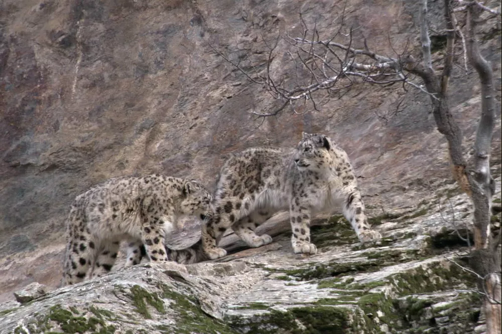 snow leopards beyond