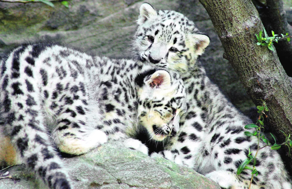 Two new born Snow Leopard cubs play at Taronga Zoo in Sydney, Australia, Tuesday, Dec. 20, 2005. The yet to be named twins are the result of a two year breeding program in Sydney between Samarra, originally from Mulhouse Zoo in France and her partner, Leon, of Germany's Nindorf Zoo. (AP Photo/Paul Miller)------6k