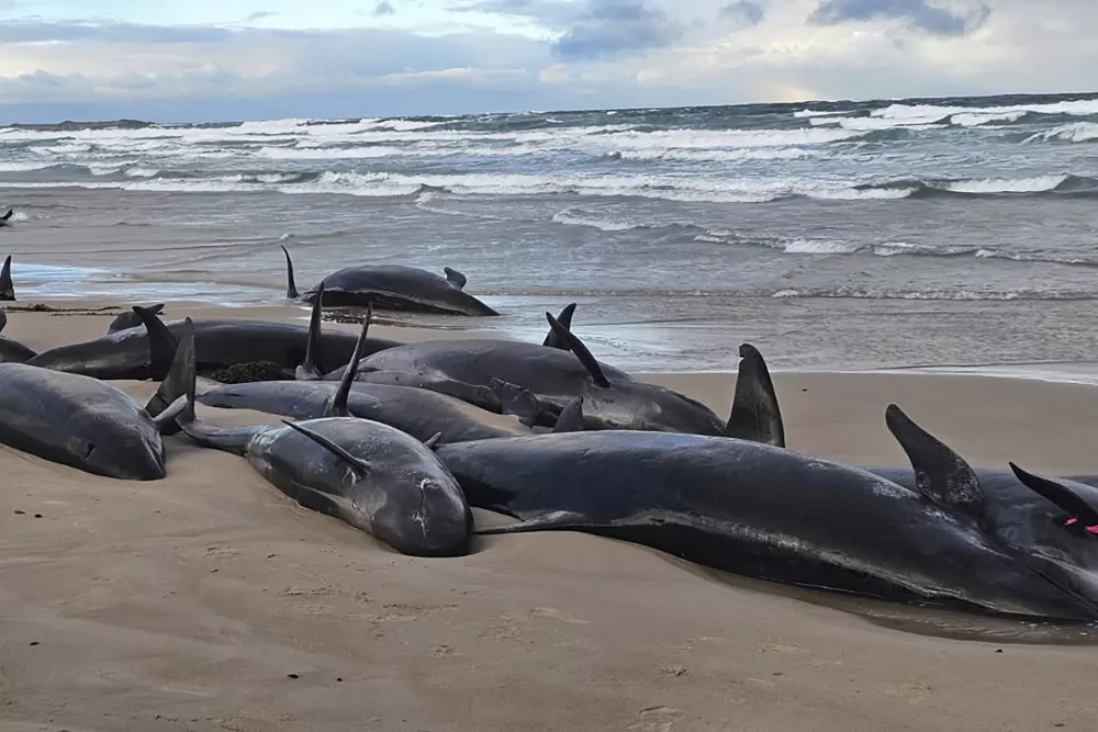 In this photo provided by Jocelyn Flint, false killer whales are stranded, Wednesday, Feb. 19, 2025, on a remote beach on near Arthur River inAustralia's island state of Tasmania. (Jocelyn Flint via AP)