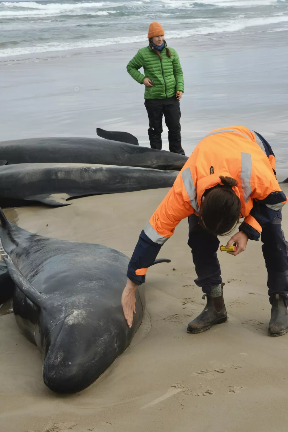 In this photo provided by the Department of Natural Resources and Environment Tasmania, a man and a woman inspect whales after more than 150 false killer whales have become stranded, Wednesday, Feb. 19, 2025, on a remote beach on near Arthur River in Australia's island state of Tasmania. (NRE via AP)