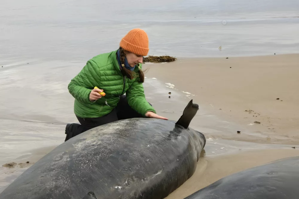 In this photo provided by the Department of Natural Resources and Environment Tasmania, a woman inspects a whale after more than 150 false killer whales have become stranded, Wednesday, Feb. 19, 2025, on a remote beach on near Arthur River in Australia's island state of Tasmania. (NRE via AP)