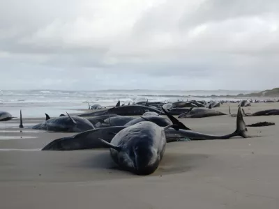 In this photo provided by the Department of Natural Resources and Environment Tasmania, false killer whales are seen stranded, Wednesday, Feb. 19, 2025, on a remote beach on near Arthur River in Australia's island state of Tasmania. (NRE via AP)