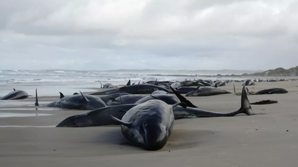 In this photo provided by the Department of Natural Resources and Environment Tasmania, false killer whales are seen stranded, Wednesday, Feb. 19, 2025, on a remote beach on near Arthur River in Australia's island state of Tasmania. (NRE via AP)