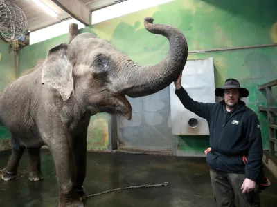 Matija Ramšak in Ganga vsako jutro opravita trening, s katerim krepita vez in s triki utrjujeta vaje za namen veterinarskih pregledov. Foto: Tomaž Skale