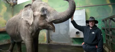 Matija Ramšak in Ganga vsako jutro opravita trening, s katerim krepita vez in s triki utrjujeta vaje za namen veterinarskih pregledov. Foto: Tomaž Skale