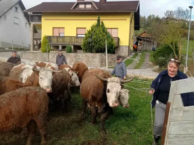 Kmetija Možgan, Leskovec pri Krškem, mučenje živali. Foto: družina Možgan 