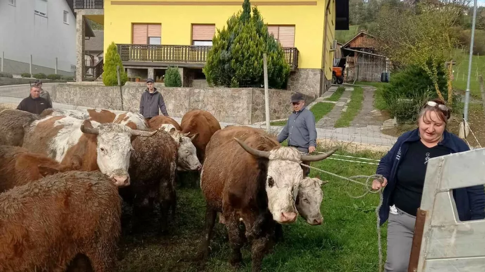 Kmetija Možgan, Leskovec pri Krškem, mučenje živali. Foto: družina Možgan 