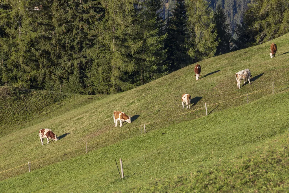 Tudi živali imajo rade svoj osebni prostor. / Foto: Istock