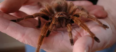 tarantelaFoto: Reuters/Alamy