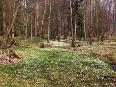 Praznik kronic v Arboretumu. F Mateja Racevski