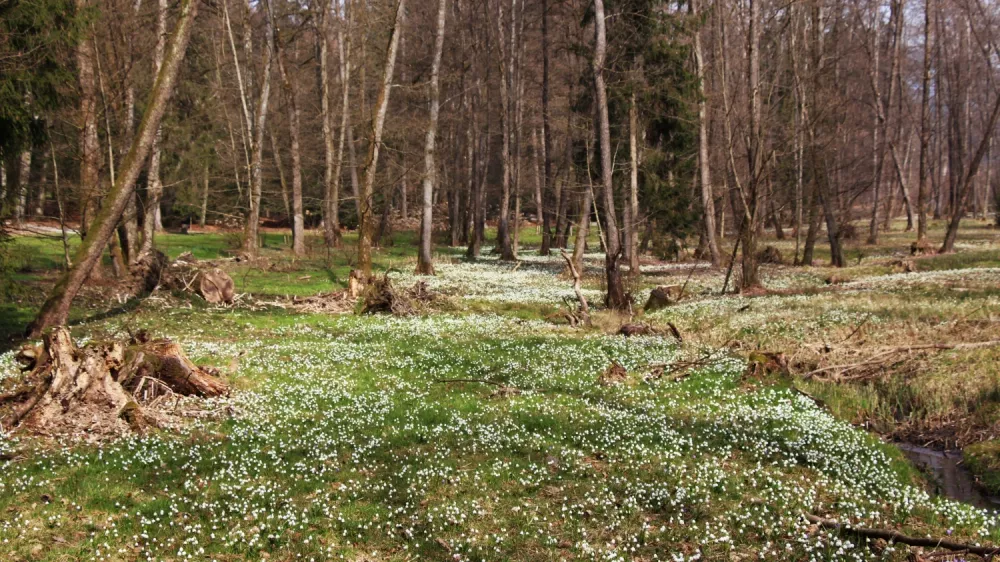 Praznik kronic v Arboretumu. F Mateja Racevski