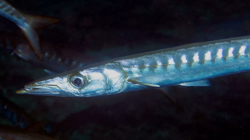 rumenousta barakuda. Foto: Reuters/Alamy