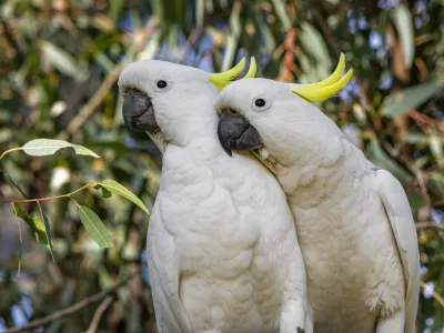 Rumenočopkasti kakduji so se izkazali za izjemne »mislece«. / Foto: Istock