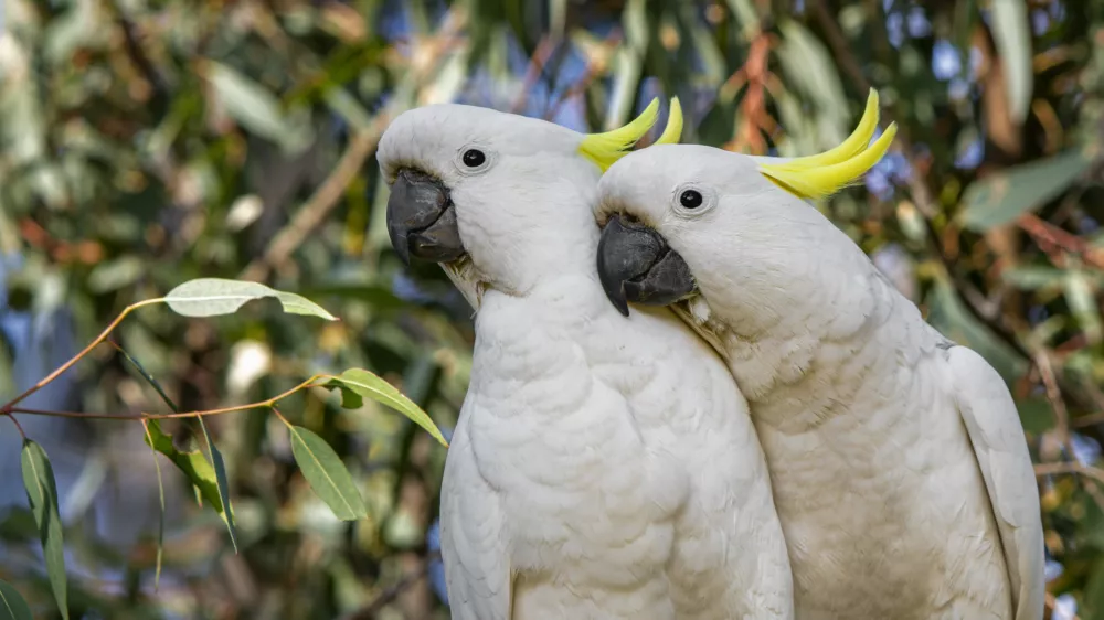 Rumenočopkasti kakduji so se izkazali za izjemne »mislece«. / Foto: Istock