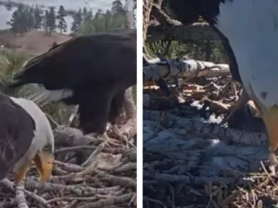 Shadow in Jackie s težko pričakovanim naraščajem. Vir: Instagram