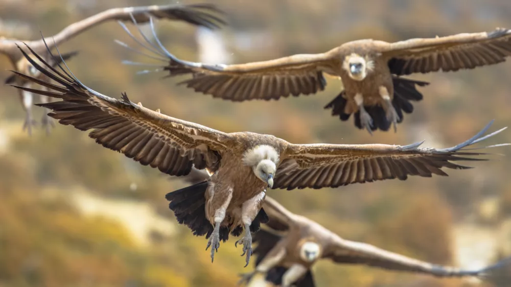 Nekoč so beloglavi jastrebi živeli po vsej Hrvaški. Foto: iStock