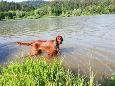 Pes, kopanje Gradiško jezero 