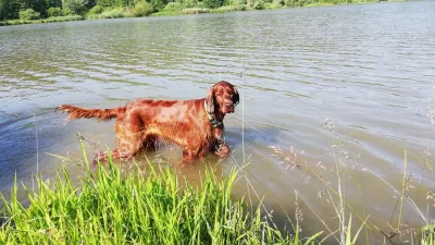 Pes, kopanje Gradiško jezero 