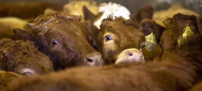 ﻿- govedoreja - govedo, krave, telice- 14.12.2018, Jurovski Dol - Družinsko podjetje Vita - Špindler d.o.o. je bilo ustanovljeno 26.3.2003 in danes spada med največje uvoznike in izvoznike živine v Sloveniji. Ukvarjajo se s prodajo in odkupom živih živali – goveda, predvsem preko lastnega zbirnega centra v Jurovskem Dolu.Foto: Matjaž Rušt