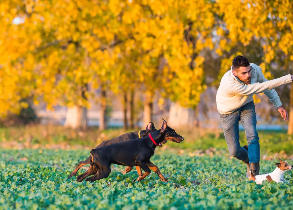 Doberman with owner in training / Foto: Fotokostic