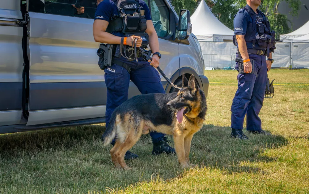 Kalisz, Voivodeship: Greater Poland, Poland - June 29, 2024 German shepherd dog standing with policemen at police dog shows near a police car. dog in police service / Foto: Adam Bartosik