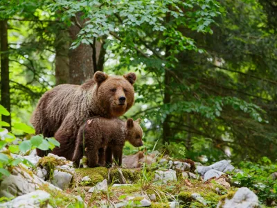 Brown bear - close encounter with a big mother wild brown bear with her cubs in the forest and mountains of the Notranjska region in Slovenia / Foto: Henk Bogaard
