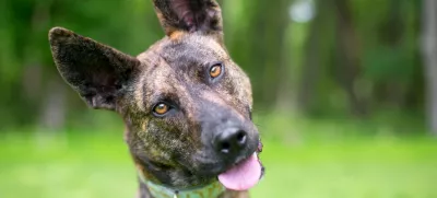 A brindle Dutch Shepherd mixed breed dog listening with a head tilt / Foto: Mary Swift