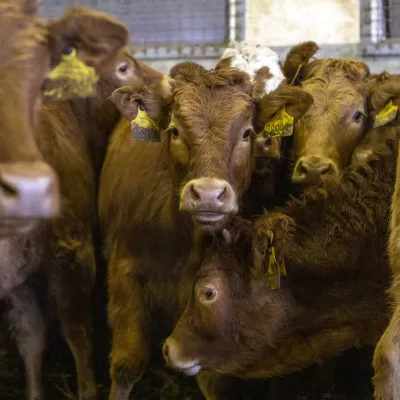 ﻿- govedoreja - govedo, krave, telice- 14.12.2018, Jurovski Dol - Družinsko podjetje Vita - Špindler d.o.o. je bilo ustanovljeno 26.3.2003 in danes spada med največje uvoznike in izvoznike živine v Sloveniji. Ukvarjajo se s prodajo in odkupom živih živali – goveda, predvsem preko lastnega zbirnega centra v Jurovskem Dolu.Foto: Matjaž Rušt
