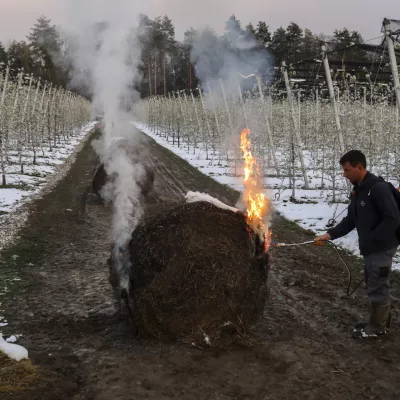 ﻿lastnik sadovnjaka Jure Bostele- sadovnjak Artiče - senene bale- 06.04.2021 - Spomladanska Pozeba - kurrjenje v sadovnjaku kot zaščita proti zmrzali - sadno drevje //FOTO: Jaka Gasar