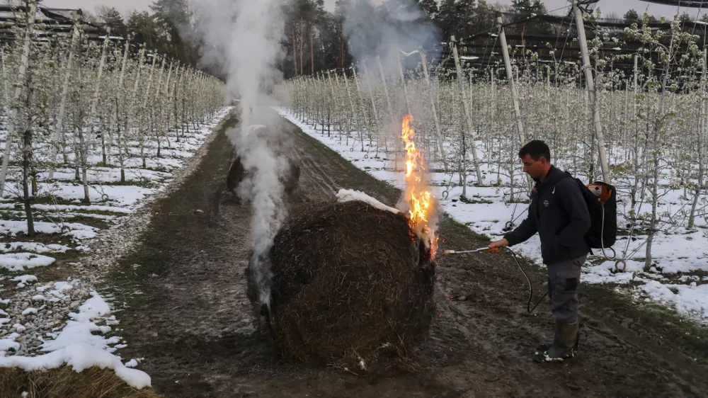 ﻿lastnik sadovnjaka Jure Bostele- sadovnjak Artiče - senene bale- 06.04.2021 - Spomladanska Pozeba - kurrjenje v sadovnjaku kot zaščita proti zmrzali - sadno drevje //FOTO: Jaka Gasar