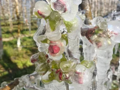 ﻿Pozeba 2020, Vojko Šušteršič, Piršenbreg, Posavje, nasad hrušk. Foto: Vojko Šušteršič