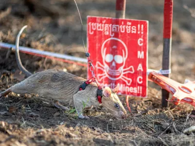 This handout photo taken on February 23, 2022 and released by Belgian charity APOPO on April 4, 2025 shows a rat named Ronin sniffing for landmines in a mine field in Preah Vihear province. A landmine-hunting rat in Cambodia has set a new world record by sniffing out more than 100 mines and pieces of unexploded ordnance, a charity said April 4, 2025.,Image: 983328952, License: Rights-managed, Restrictions: -----EDITORS NOTE --- RESTRICTED TO EDITORIAL USE - MANDATORY CREDIT "AFP PHOTO / APOPO" - NO MARKETING - NO ADVERTISING CAMPAIGNS - DISTRIBUTED AS A SERVICE TO CLIENTS, ***HANDOUT image or SOCIAL MEDIA IMAGE or FILMSTILL for EDITORIAL USE ONLY! * Please note: Fees charged by Profimedia are for the Profimedia's services only, and do not, nor are they intended to, convey to the user any ownership of Copyright or License in the material. Profimedia does not claim any ownership including but not limited to Copyright or License in the attached material. By publishing this material you (the user) expressly agree to indemnify and to hold Profimedia and its directors, shareholders and employees harmless from any loss, claims, damages, demands, expenses (including legal fees), or any causes of action or allegation against Profimedia arising out of or connected in any way with publication of the material. Profimedia does not claim any copyright or license in the attached materials. Any downloading fees charged by Profimedia are for Profimedia's services only. * Handling Fee Only ***, Model Release: noFoto: Profimedia