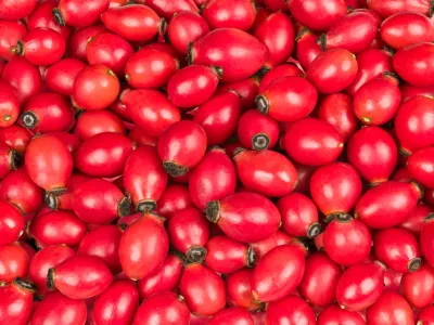Closeup of sweet rose hips of wild briar in vivid background from fresh raw fruit with healthy vitamins and antioxidants / Foto: Ladislav Kubeš