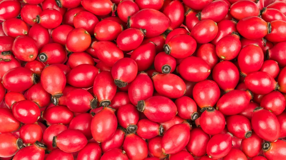 Closeup of sweet rose hips of wild briar in vivid background from fresh raw fruit with healthy vitamins and antioxidants / Foto: Ladislav Kubeš