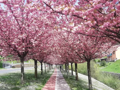 Rožnati sprehajalni tunel / Foto: Roman Turnšek