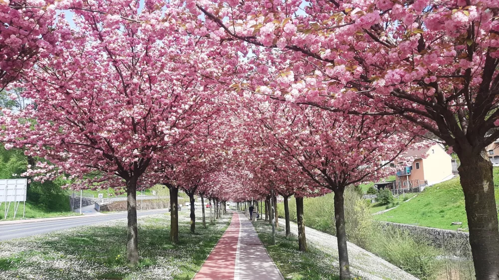 Rožnati sprehajalni tunel / Foto: Roman Turnšek