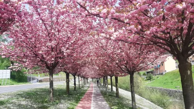 Rožnati sprehajalni tunel / Foto: Roman Turnšek