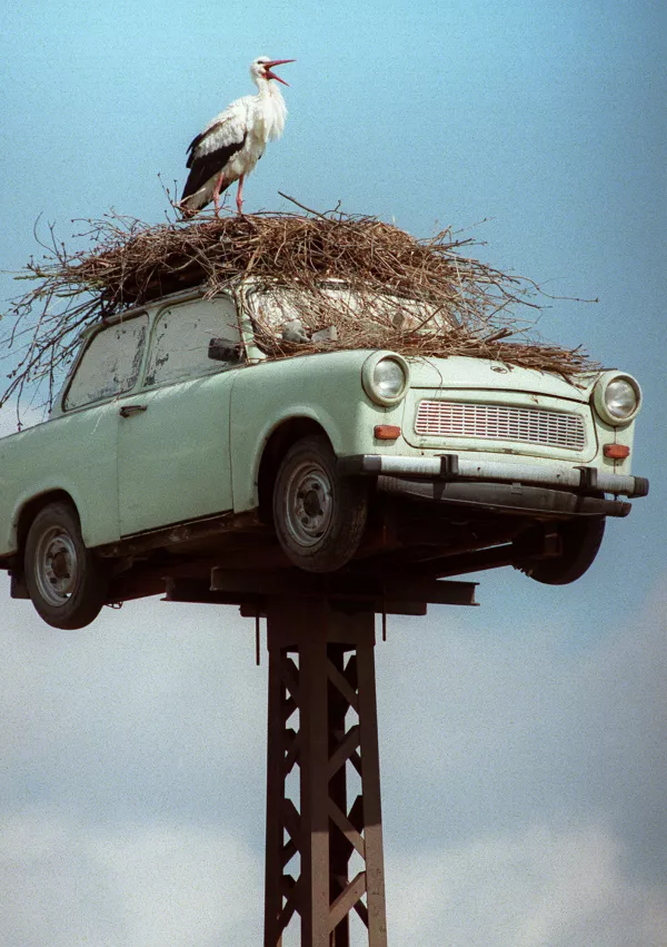 A stork looks around from its nest placed at the top of an old former East German Trabant car (Trabi) in Neuruppin, nort of Berlin, Tuesday, April 14, 1998. The nest was build by pensioner Athur Jaensch from Neuruppin. The stork, who arrived at night, accepted its unusual new home at the top of a ten meters high steel pole. (AP Photo/Jan Bauer) / Foto: Jan Bauer