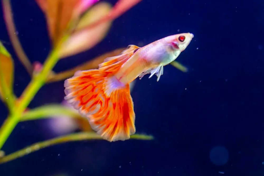 fire guppy on a dark blue background / Foto: Oleksandr_kr