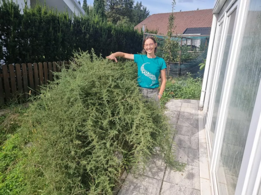 Mojca Klančičtrajnice Golob Klančičdivji špargelj / Foto: Trajnice Golob Klančič