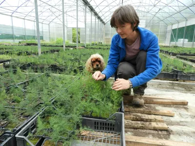Mojca Rehar Klančič v plastenjaku ureja sadike divjega šparglja. Na tisoče jih vzgoji vsako leto. / Foto: Katja Petrovec 