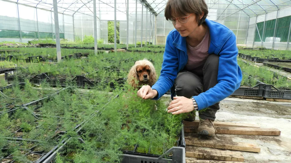 Mojca Rehar Klančič v plastenjaku ureja sadike divjega šparglja. Na tisoče jih vzgoji vsako leto. / Foto: Katja Petrovec 