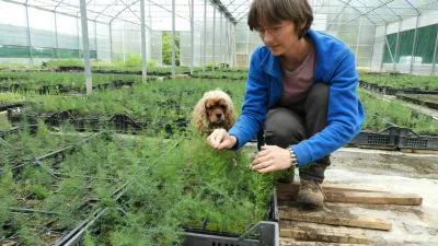 Mojca Rehar Klančič v plastenjaku ureja sadike divjega šparglja. Na tisoče jih vzgoji vsako leto. / Foto: Katja Petrovec 