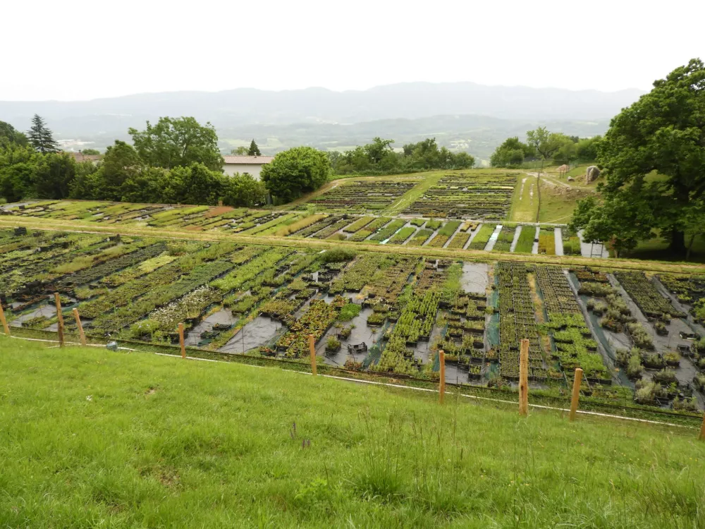 Vrtnarija Trajnice Golob-Klančič se nahaja v Vitovljah nad Vipavsko dolino. Na hektar veliki površini se bohotijo najrazličnejše trajnice, pot na trg pa si utira tudi divji špargelj. / Foto: Katja Petrovec