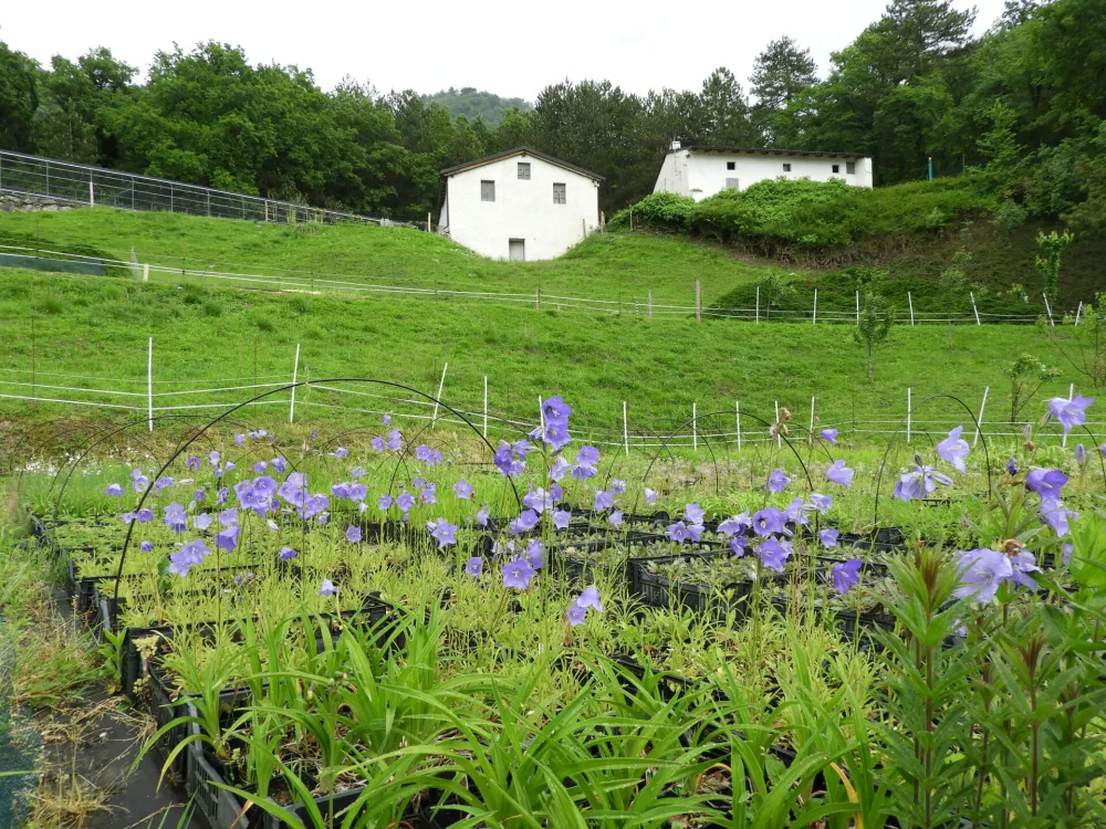 Območje, kjer se nahaja vrtnarija Trajnice Golob-Klančič, je bilo nekoč poraščeno z grmovjem. / Foto: Katja Petrovec