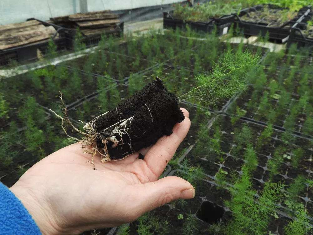 Divji kraški špargelj (asparagus acutifolius), ki rase na naših tleh, je zimzelena pikava rastlina, ki ima temna semena v oplodih. Na trgu se pojavlja ime divji špargelj tudi za šparglj vrste asparagus martimus, ki je križanec in prihaja iz območja Benetk. Mojca Rehar Klančič pojasnjuje, da če je sadika le zasušena gola korenina brez zelenega dela, je velika verjetnost, da to ni naš divji špargelj, temveč kakšen druge vrste. / Foto: Katja Petrovec