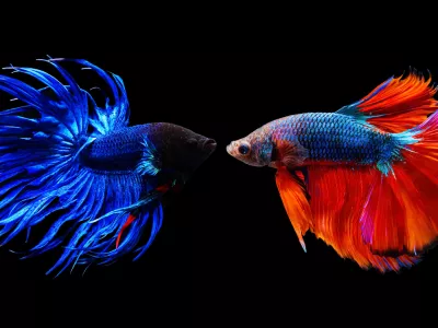 Siamska bojna ribica: dva samčka te vrste se bosta v akvariju prej ali slej spopadla. / Foto: iStock