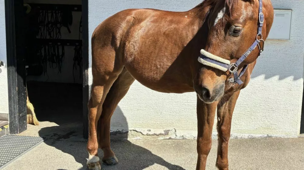 Color me red bi se zaradi zdravstvenih težav rad upokojil.