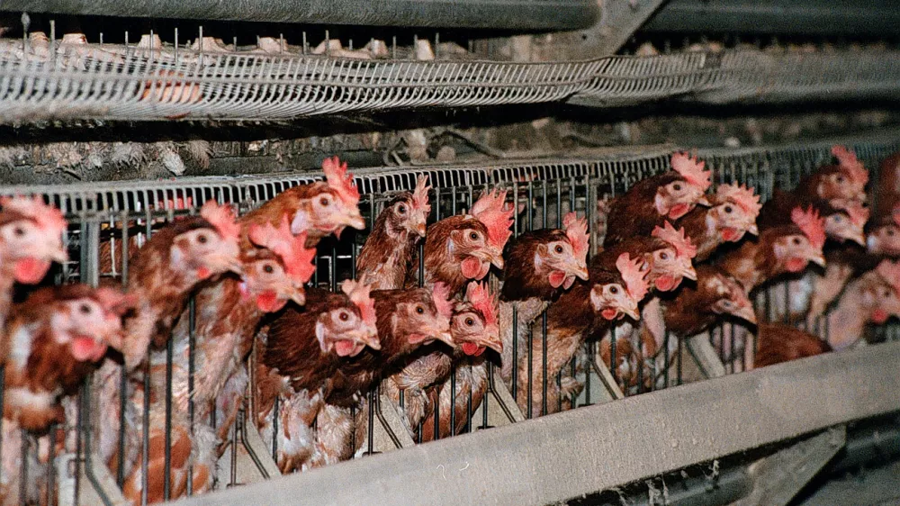 Kokoši,foto: Tomaž Skale